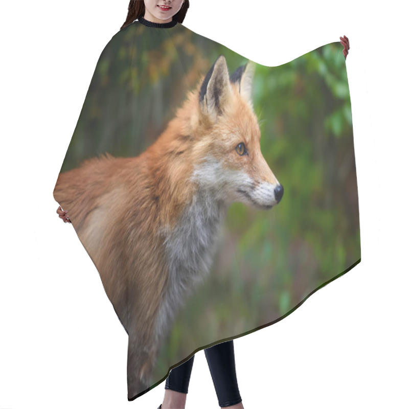 Personality  Red Fox, Vulpes Vulpes In Forest. Wild Animal In Natural Environment. Wildlife Scene From Nature Hair Cutting Cape