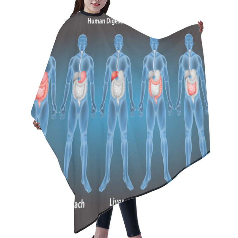 Personality  Digestive System Hair Cutting Cape