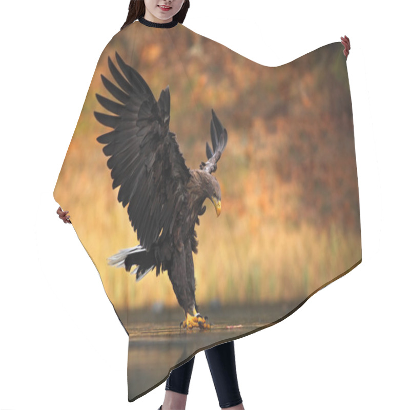 Personality  White-tailed Eagle Hair Cutting Cape