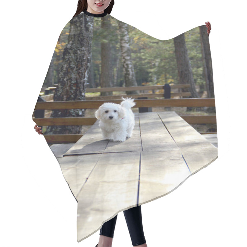 Personality  Maltipoo Puppy Posing. Small Maltese Dog Playing Outdoors. Family Pet. A Purebred Dog Walks Along A Wooden Path. White Maltipoo Puppy Hair Cutting Cape