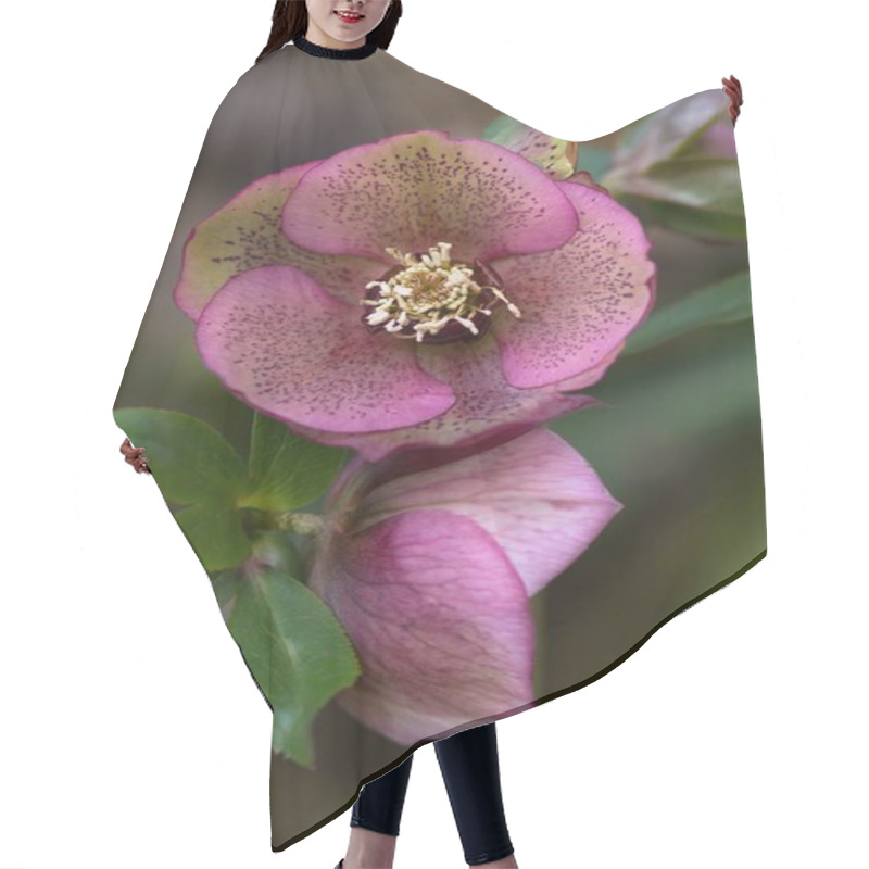 Personality  Rosa Christrose / Pink Christmas Rose Hair Cutting Cape