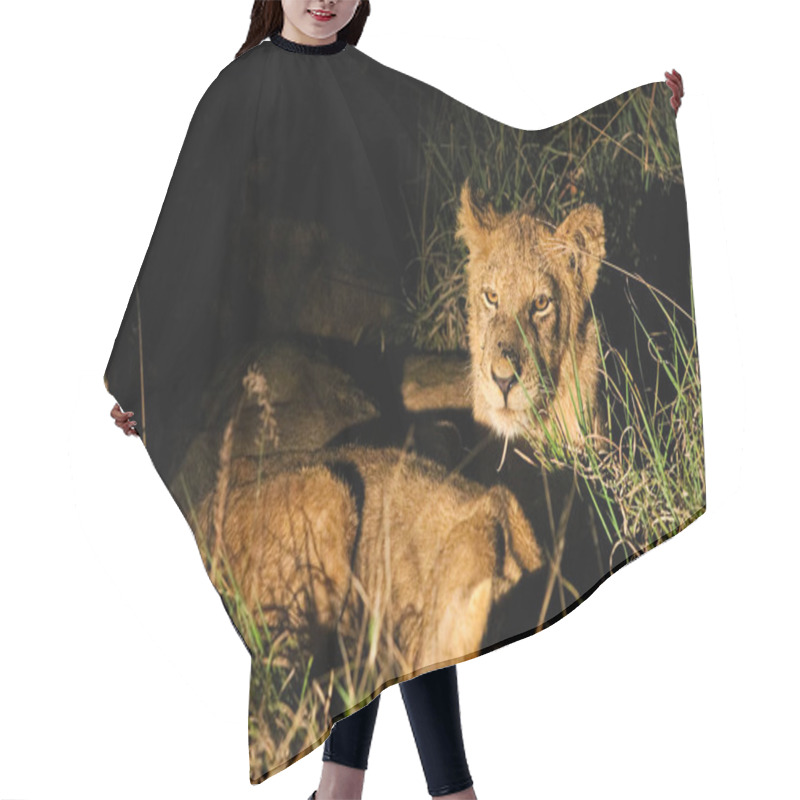 Personality  A Pride Of African Lions In A Game Reserve At Night Hair Cutting Cape