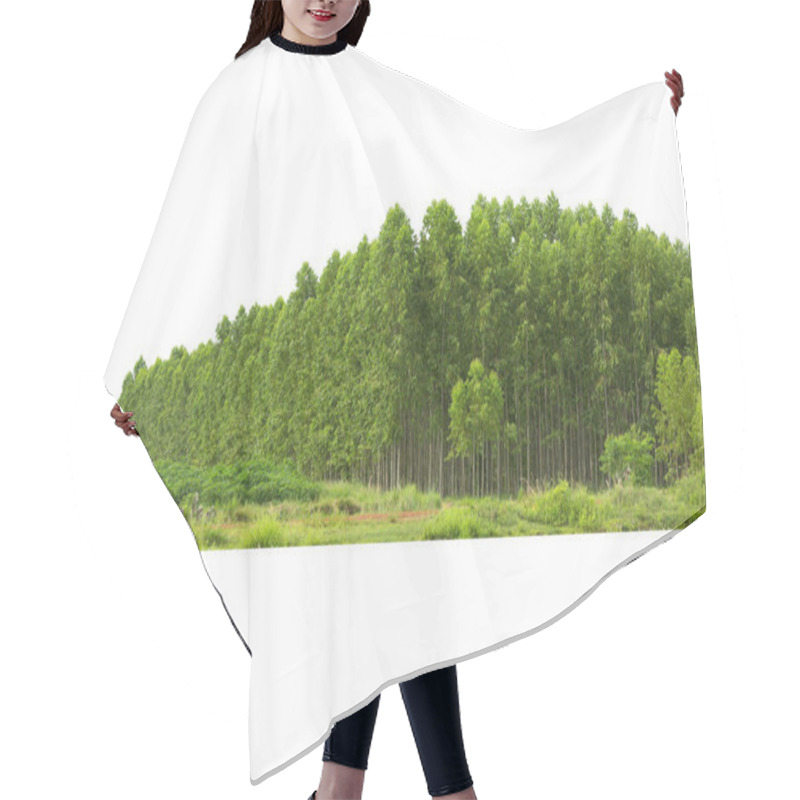 Personality  Eucalyptus  Forest   Isolated On White Background,  In Thailand, Plats For Paper Industry. Hair Cutting Cape