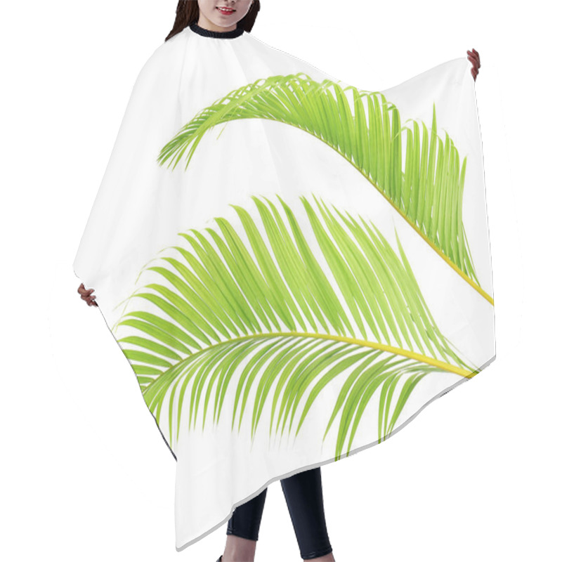 Personality  Yellow Palm Leaves Or Golden Cane Palm, Areca Palm Leaves, Tropical Foliage Isolated On White Background With Clipping Path                                 Hair Cutting Cape