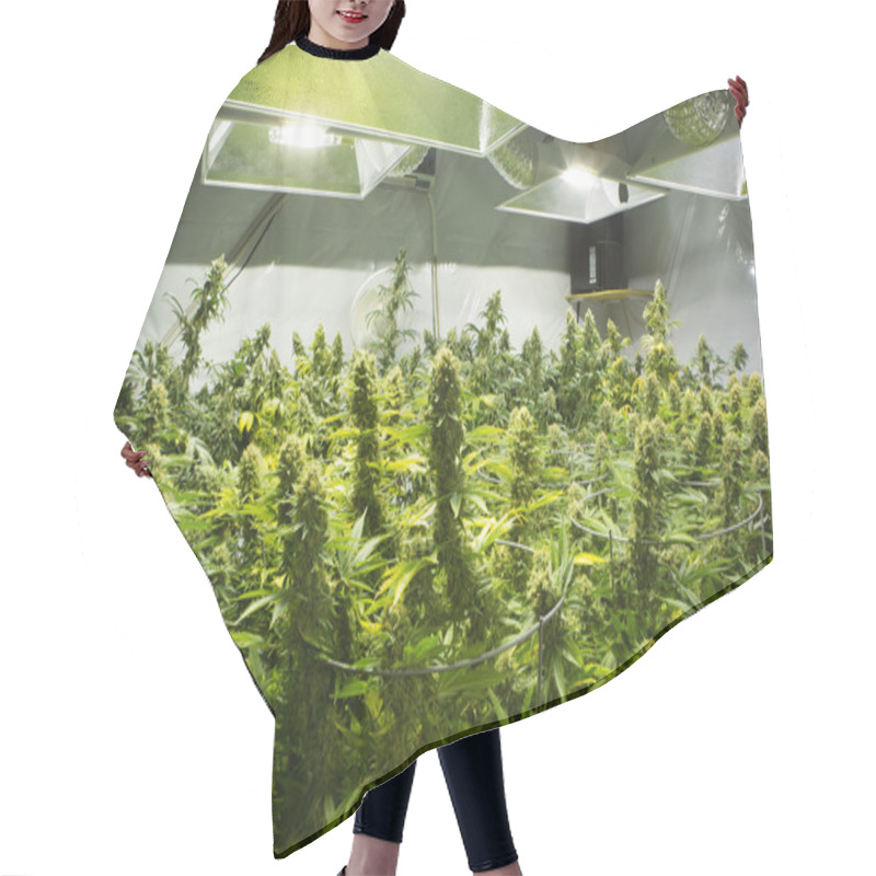 Personality  Marijuana Flower Buds.  Hair Cutting Cape