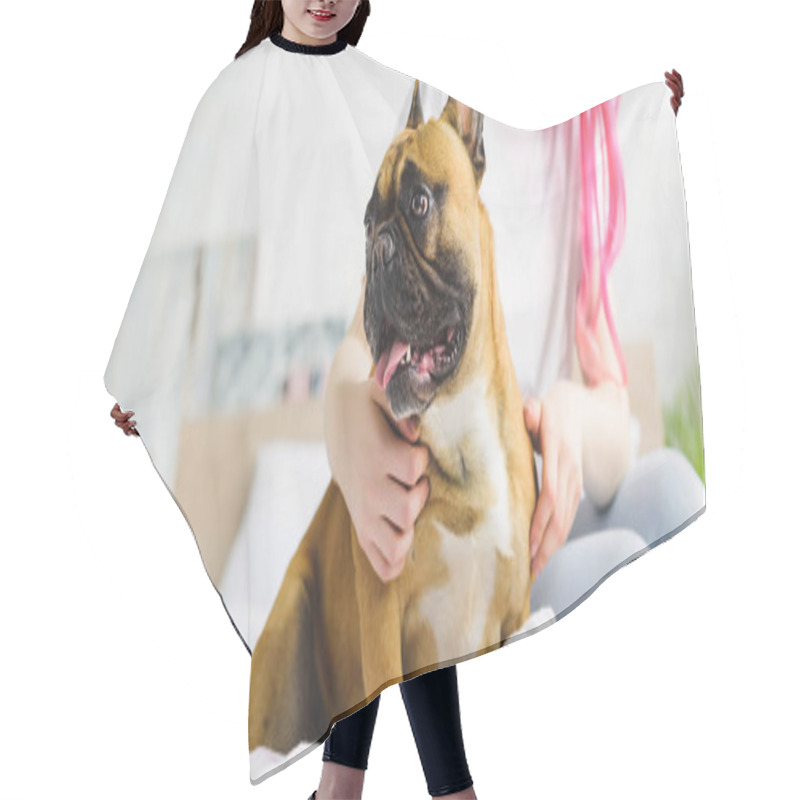 Personality  Panoramic Shot Of Woman Sitting On Bed With Cute French Bulldog At Home Hair Cutting Cape