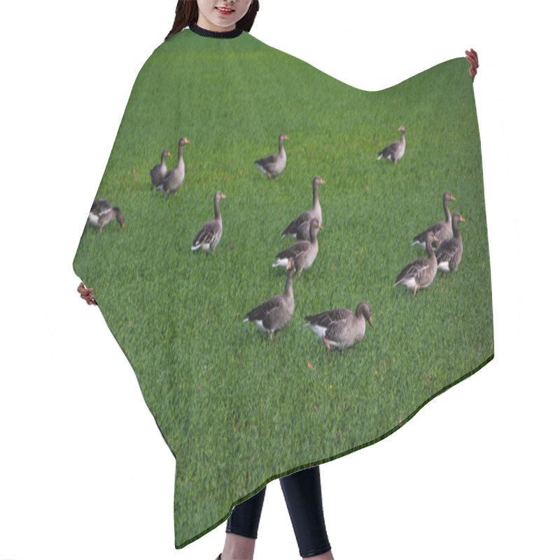 Personality  Flock Of Geese On A Meadow In Germany Hair Cutting Cape