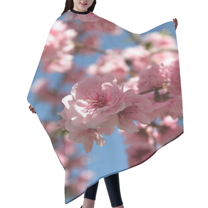 Personality  Close Up Of Flowers Blooming At Tree At Spring Season   Hair Cutting Cape