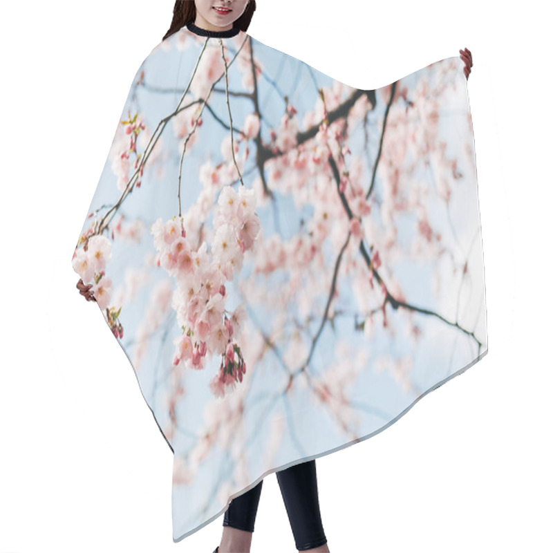 Personality  Selective Focus Of Beautiful Cherry Tree Blossom And Blue Sky Hair Cutting Cape