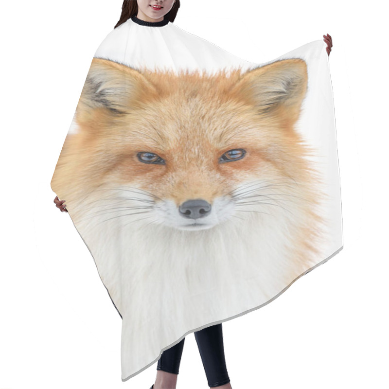 Personality  Portrait Red Fox, Vulpes Vulpes, Beautiful Animal On White Background. Wildlife Nature Hair Cutting Cape