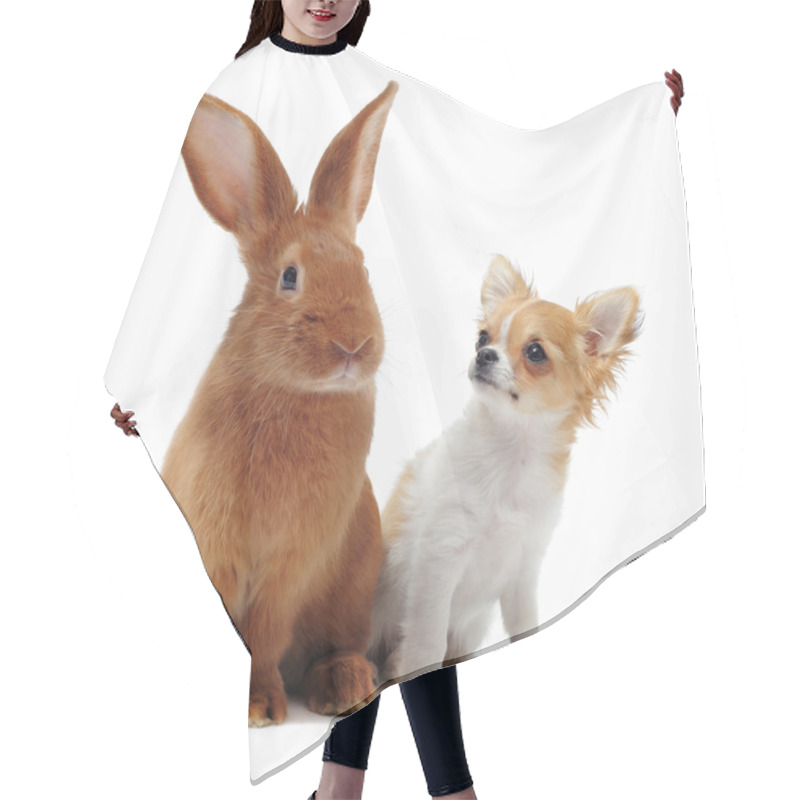 Personality  Chihuahua And Rabbit Hair Cutting Cape