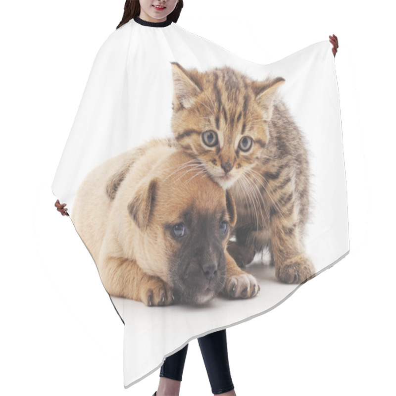 Personality  Puppy And Kitten. Hair Cutting Cape