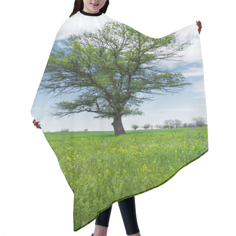 Personality  Spring Landscape Lonely Green Oak Tree On A Green Field Of Lush Grass Against A Blue Sky Background Of Sun Rays And White Clouds. The Concept Of Ecology Hair Cutting Cape