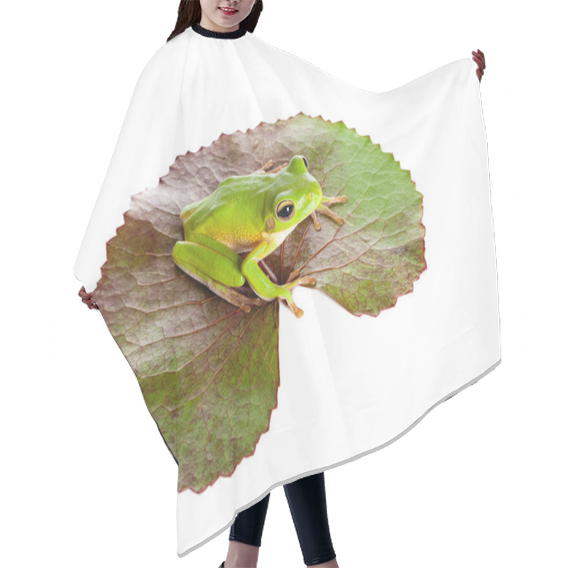 Personality  Green Frog On Leaf Hair Cutting Cape