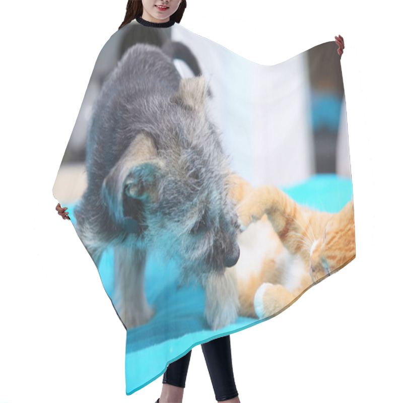 Personality  Animals At Home Dog And Cat Playing Together On Bed Hair Cutting Cape