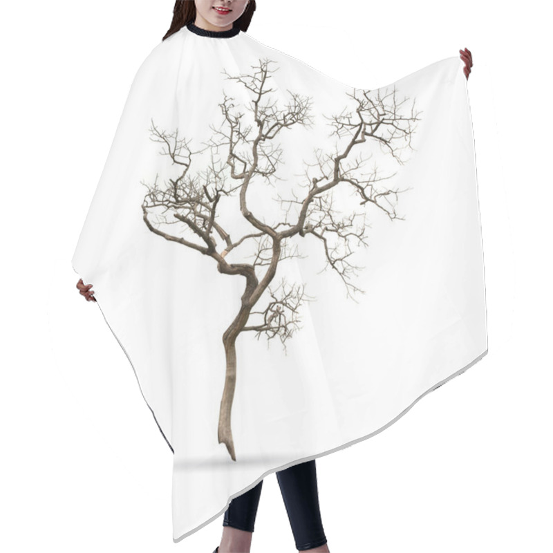 Personality  Dead Tree Isolated On The White Background Hair Cutting Cape