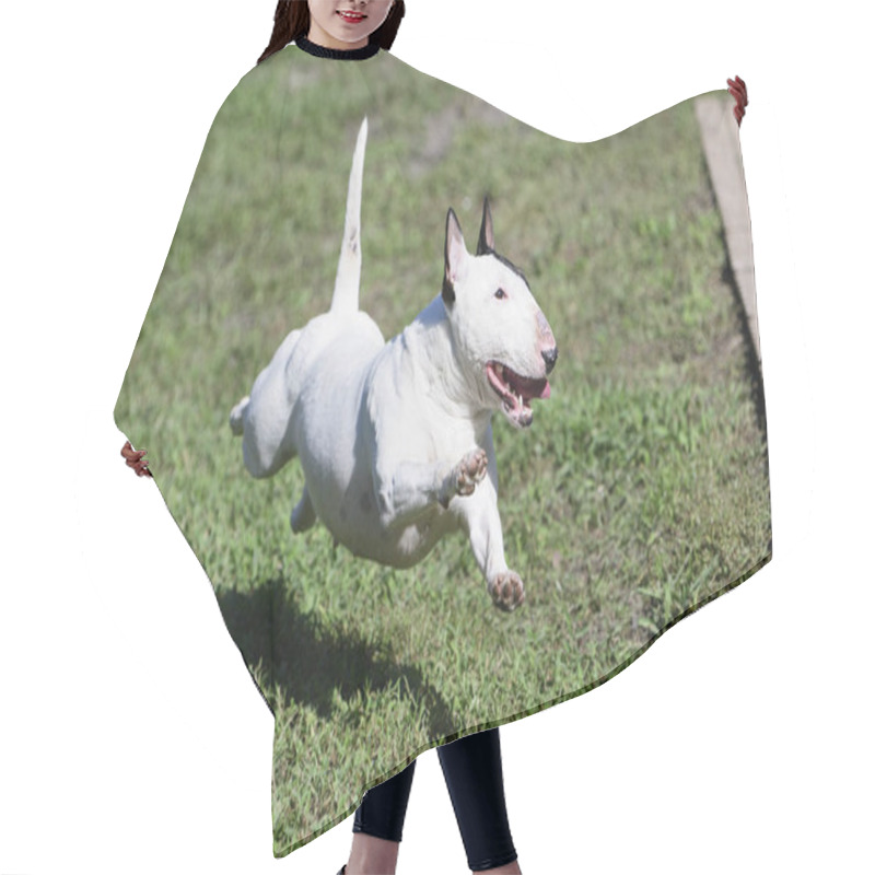 Personality  White Mini Bull Terrier Running With All Feet Off The Ground Hair Cutting Cape