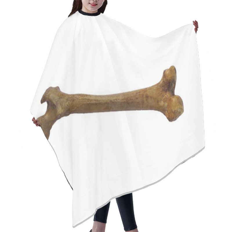 Personality  Femur Bone Of Human On Isolated White Background, Posterior View Hair Cutting Cape