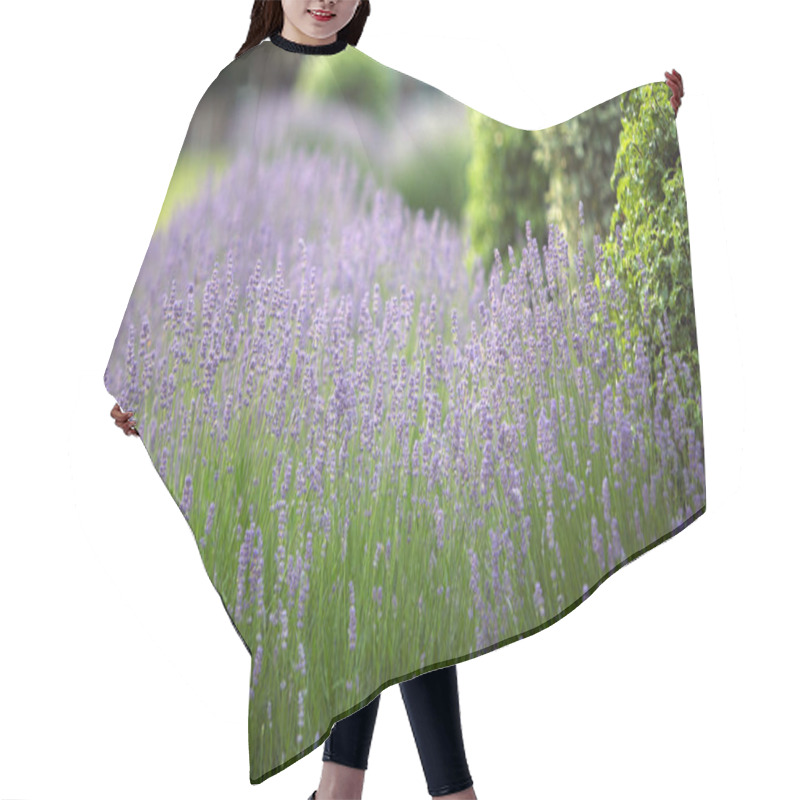 Personality  Lavender Flowers In A Garden, Lavandula Angustifolia Hair Cutting Cape