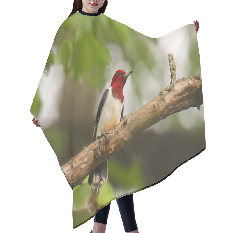 Personality  Red-headed Woodpecker (melanerpes  Erythrocephalus) Hair Cutting Cape