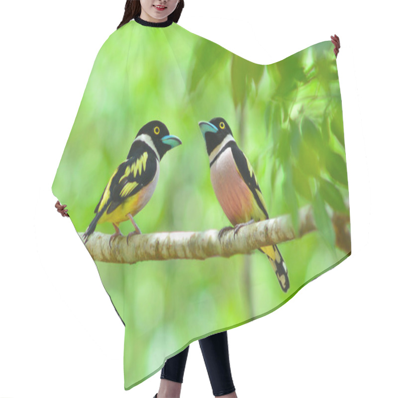 Personality  Black And Yellow Broadbill Bird Hair Cutting Cape