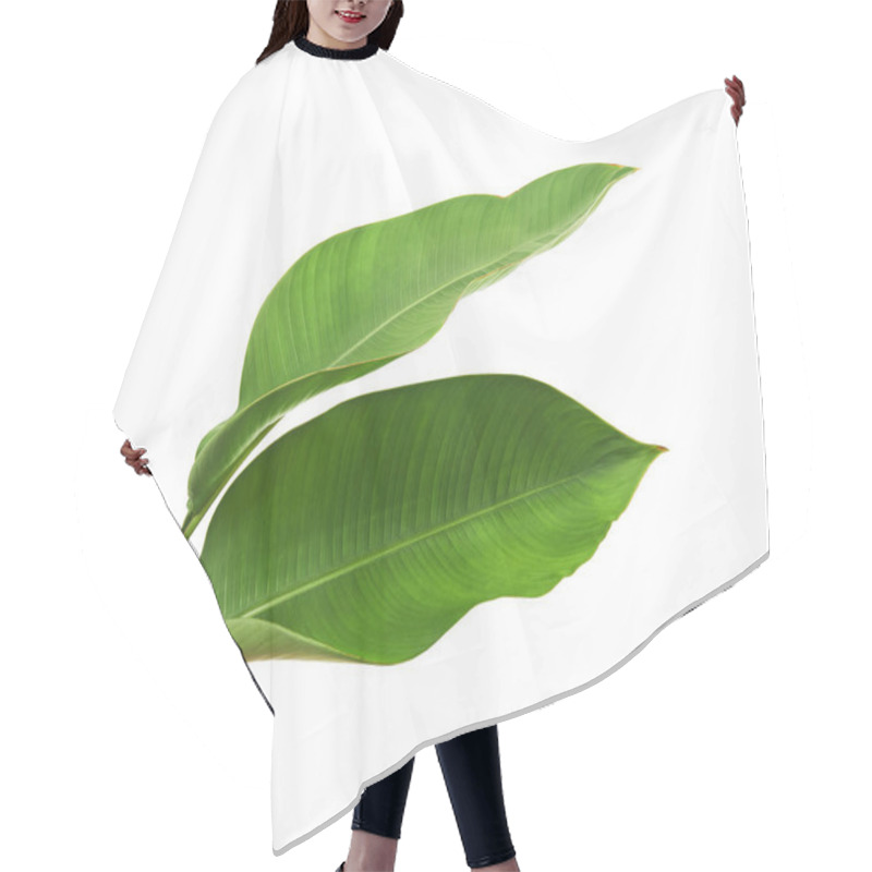 Personality  Strelitzia Reginae, Heliconia, Tropical Leaf, Bird Of Paradise Foliage Isolated On White Background, With Clipping Path                            Hair Cutting Cape