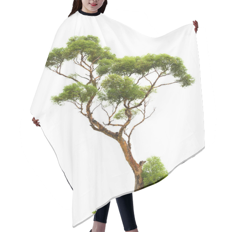 Personality  Tree On White Background Hair Cutting Cape