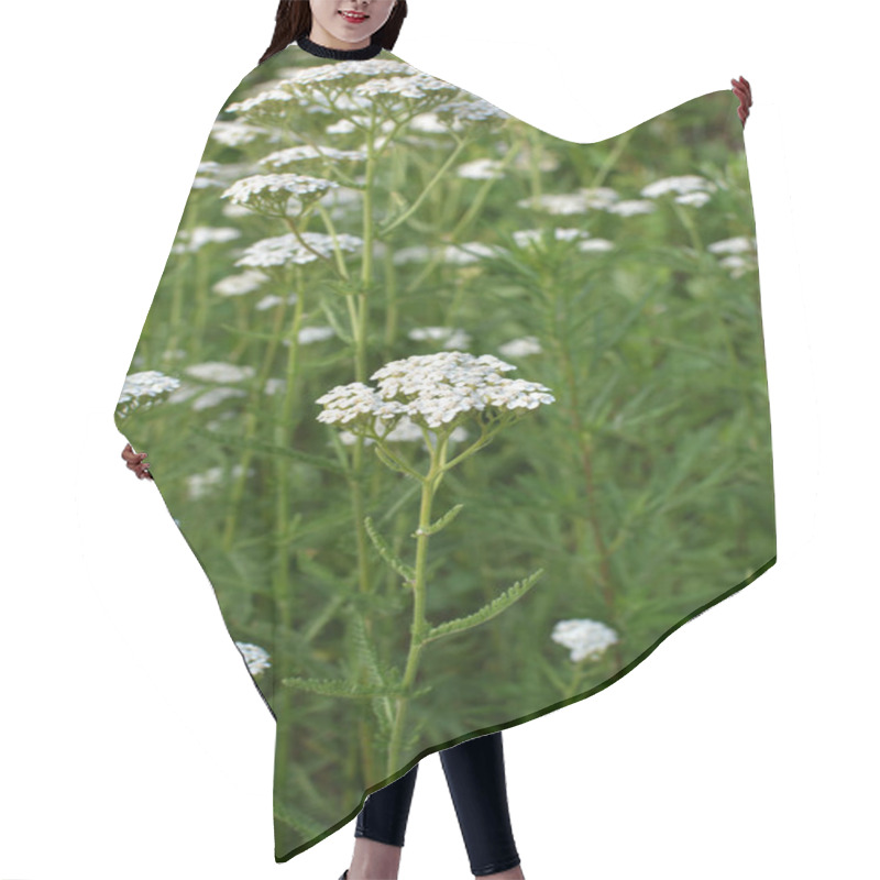 Personality  Yarrow (Achillea) Blooms In The Wild Among Grasses Hair Cutting Cape