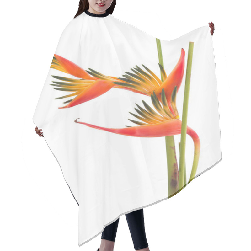 Personality  Tropical Flower Bird Of Paradise, Isolated On White Background Hair Cutting Cape