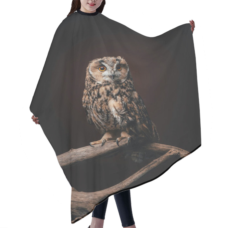 Personality  Cute Wild Owl Sitting On Wooden Branch Isolated On Black Hair Cutting Cape