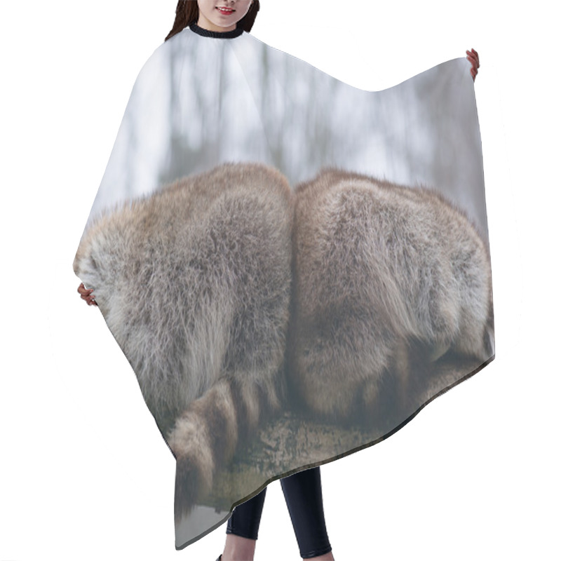 Personality  Two Racoons Sleeping Hair Cutting Cape