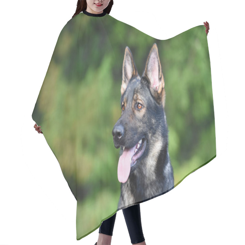 Personality  Sable German Shepherd Close Up Head Portrait Hair Cutting Cape