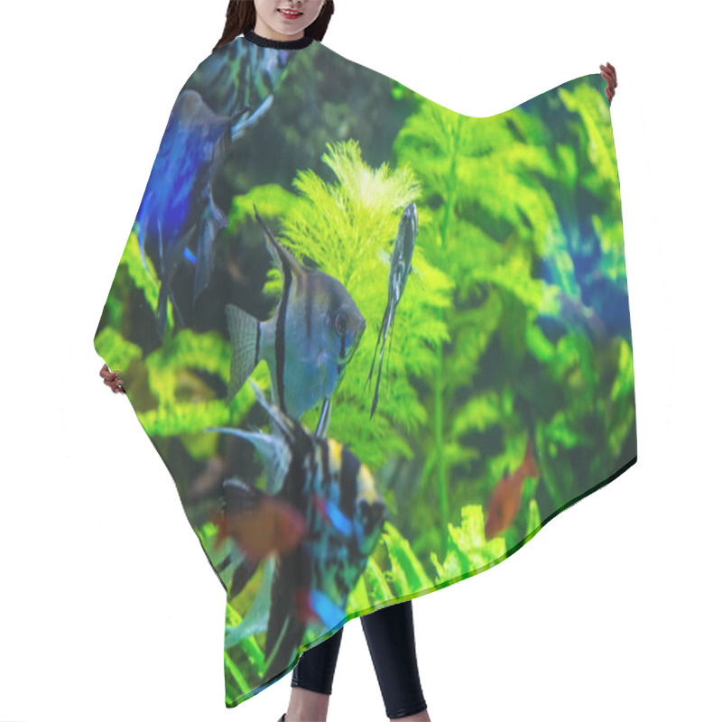 Personality  Tropical Fish With Corals And Algae Hair Cutting Cape