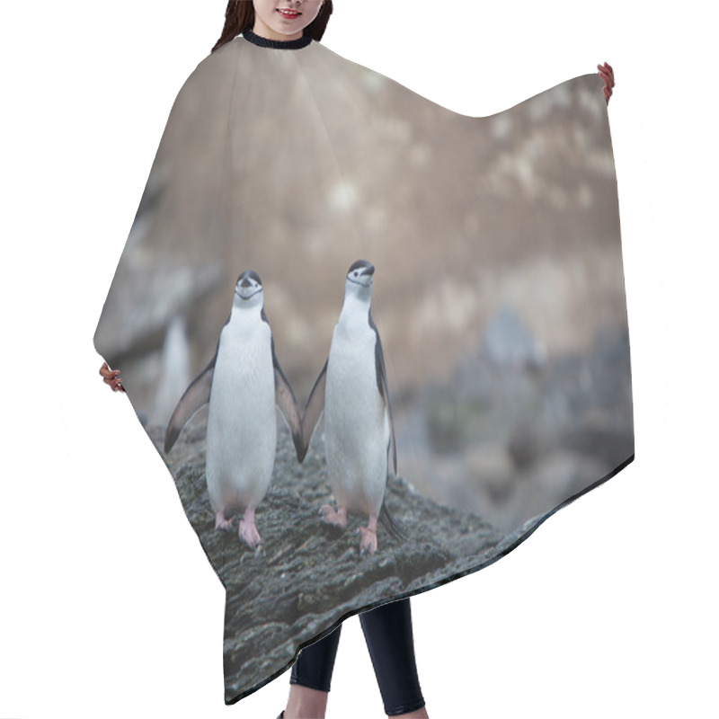 Personality  Chinstrap Penguins In Antarctica Hair Cutting Cape