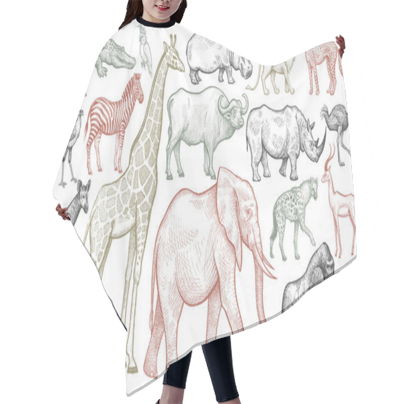 Personality  Engraving Of African Animals. Hair Cutting Cape