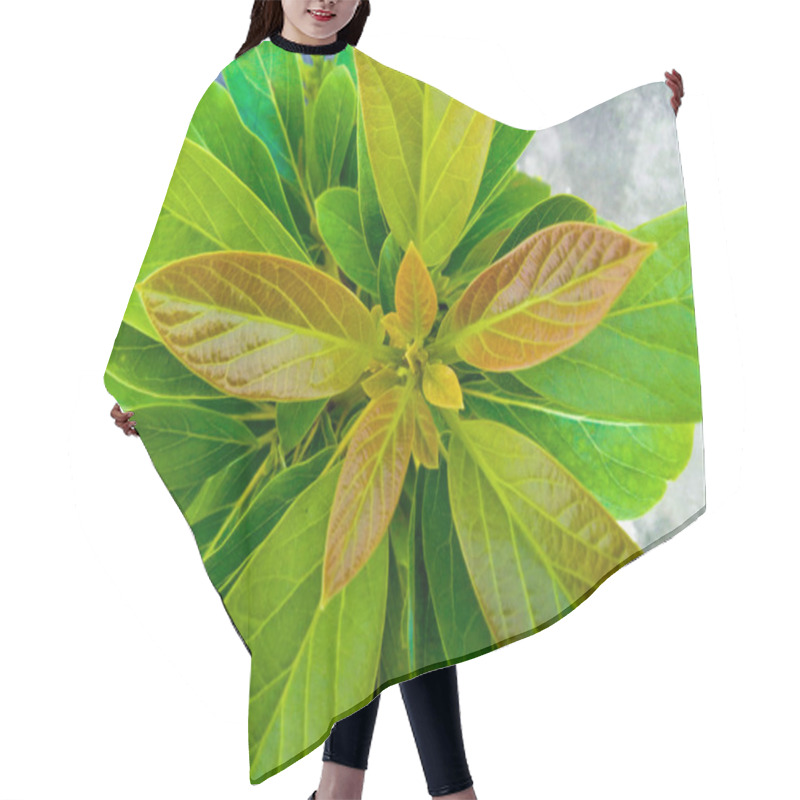 Personality  Top View Of Avocado Tree With Young Leaves On White Soil Background Which Looks Blurry Hair Cutting Cape