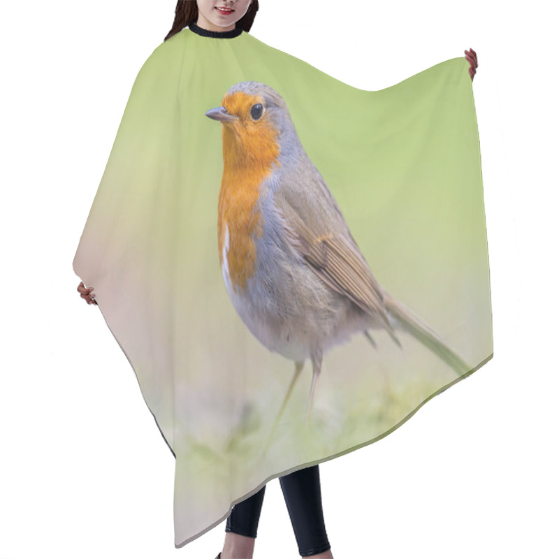 Personality  Portrait Of Robin On Bright Background Hair Cutting Cape