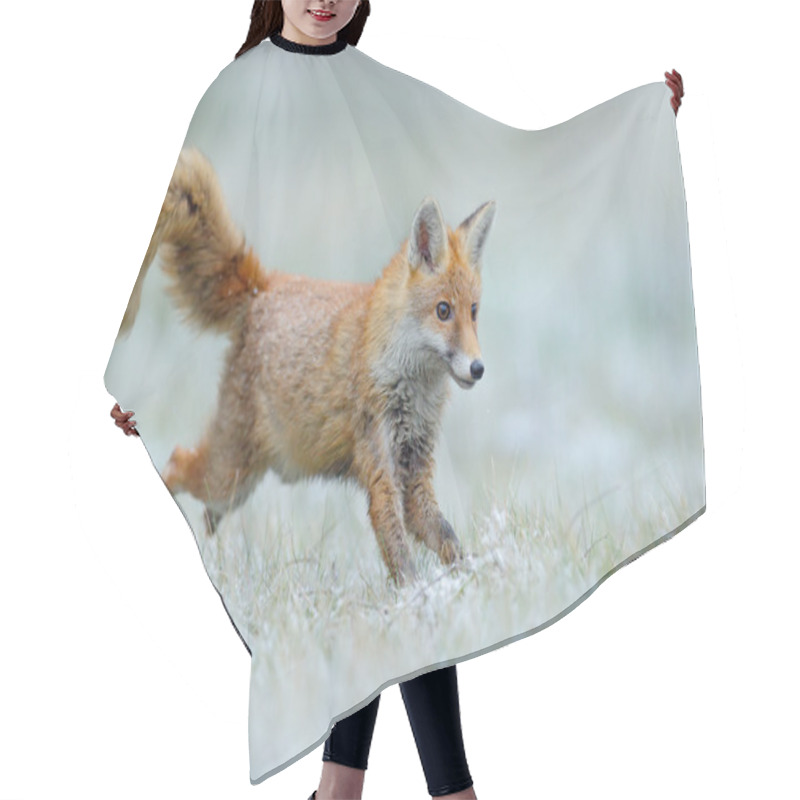 Personality  Running Red Fox Hair Cutting Cape