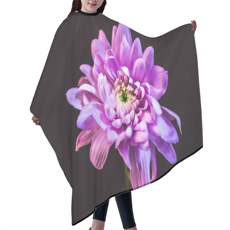 Personality  Top View Of Daisy Flower With Pink Petals, Isolated On Black Hair Cutting Cape