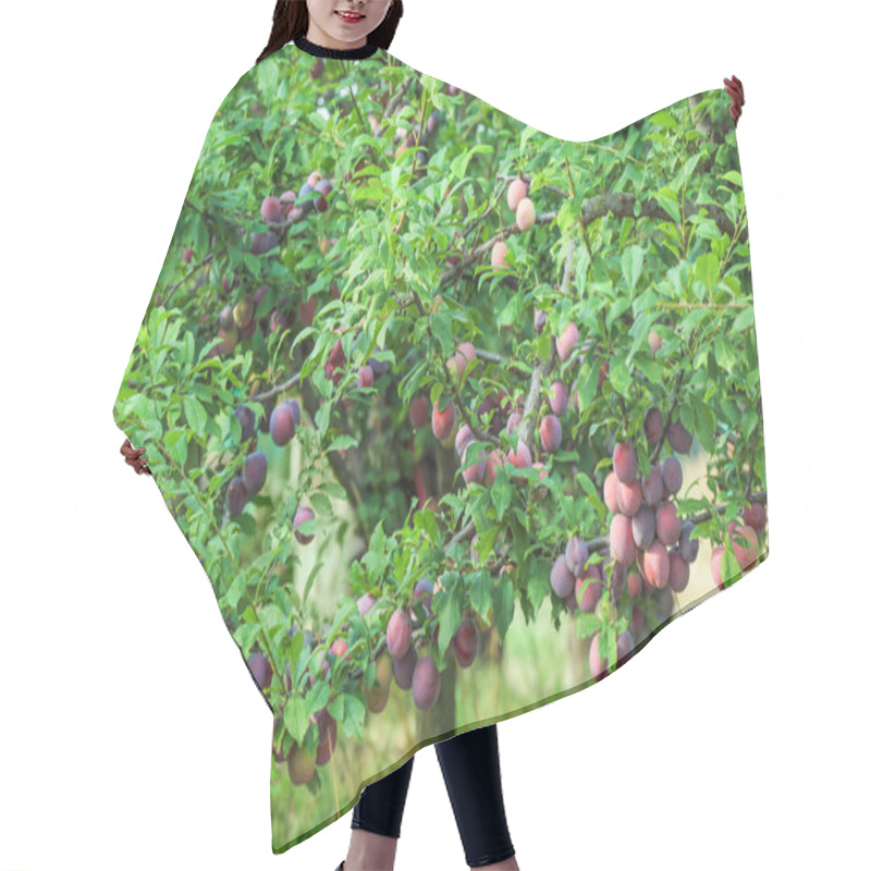 Personality  Delicious Ripe Plums On Tree Branches In Garden Hair Cutting Cape