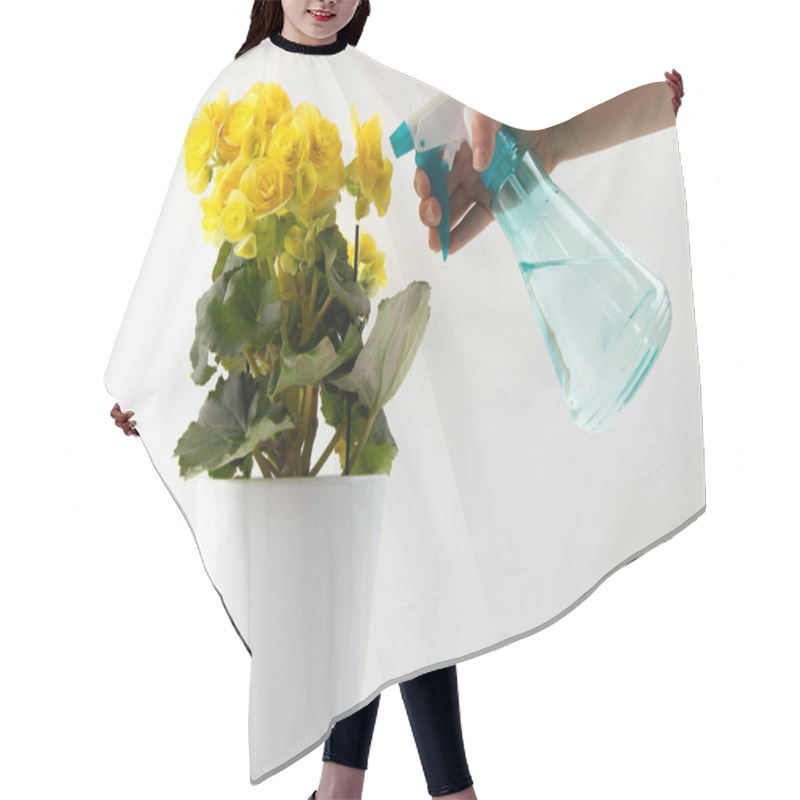 Personality  Blooming Yellow Begonia In A Pot And A Hand With A Spray Bottle Sprinkles A Flower. Yellow Indoor Flower. Houseplants Hair Cutting Cape