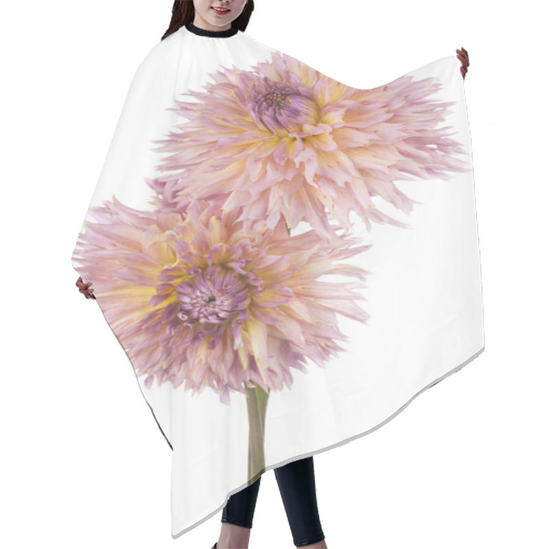 Personality  Dahlia Hair Cutting Cape