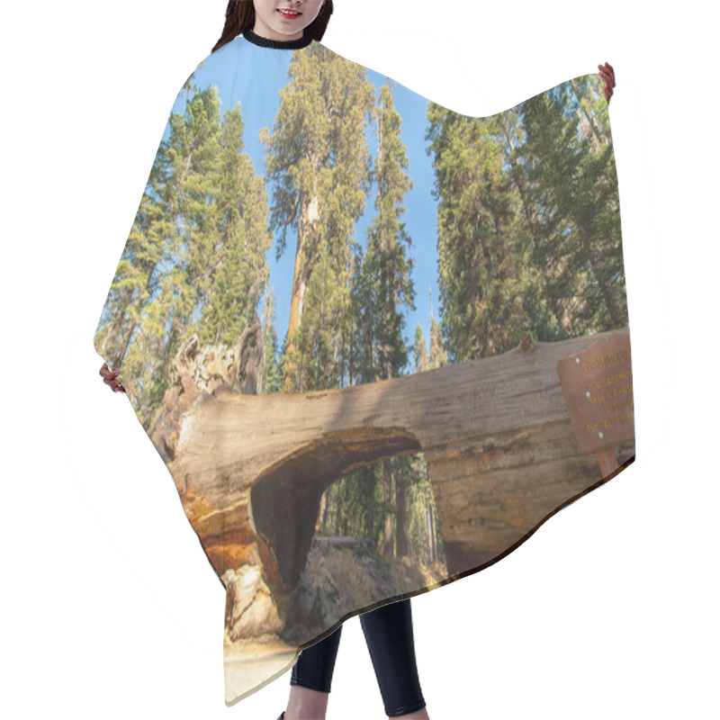 Personality  Car Tunnel In Large Sequioa Tree Hair Cutting Cape