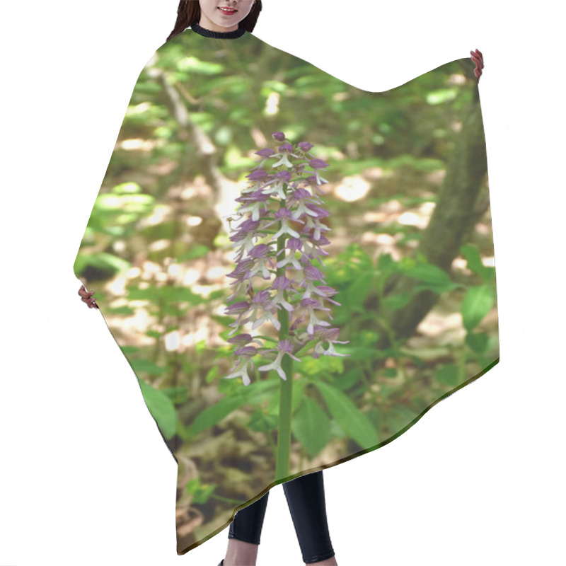 Personality  A Beautiful Meadow In The Forest With Orchis Flowers And Green Grass. Wild Natural Landscape. Floral Banner With Orchis Flowers Hair Cutting Cape