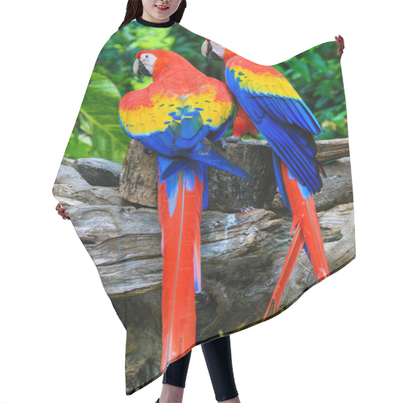 Personality  2 Red Blue Parrot Gnawing On The Tree Hair Cutting Cape