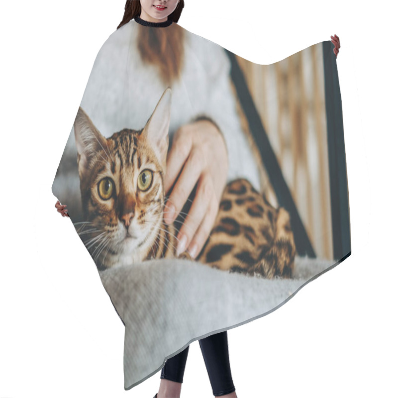 Personality  Love For Cats. A Woman Sits In A Chair At Home And Holds Her Beloved Bengal Cat In Her Arms. A Cozy Evening With Your Beloved Cat In Your Arms. Hair Cutting Cape