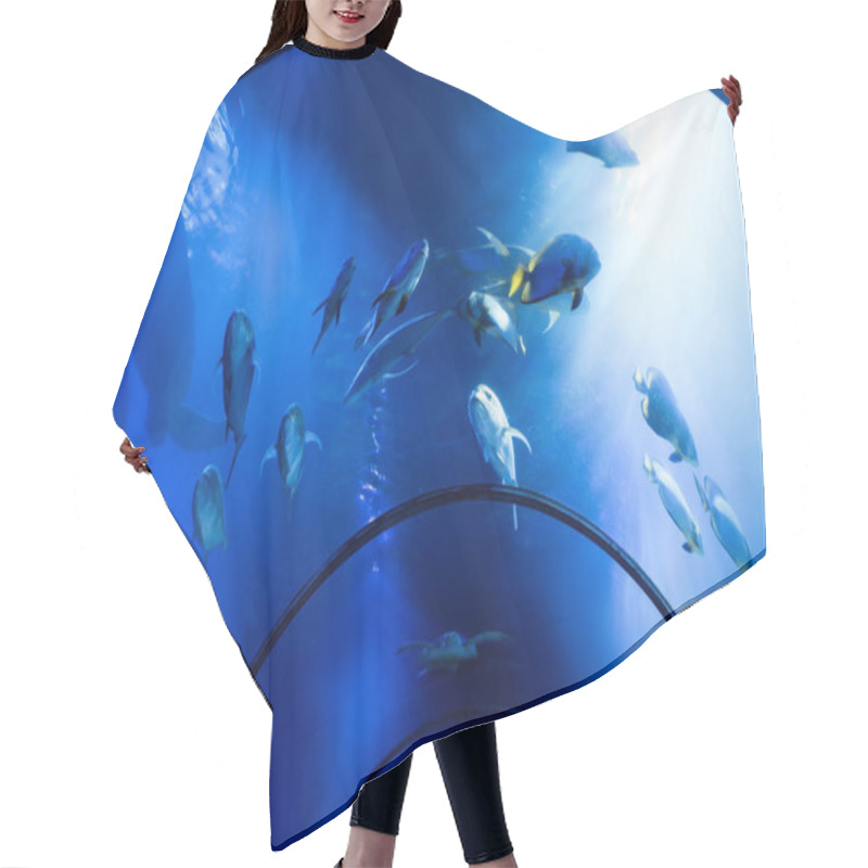 Personality  Fishes Swimming Under Water In Aquarium With Blue Lighting Hair Cutting Cape