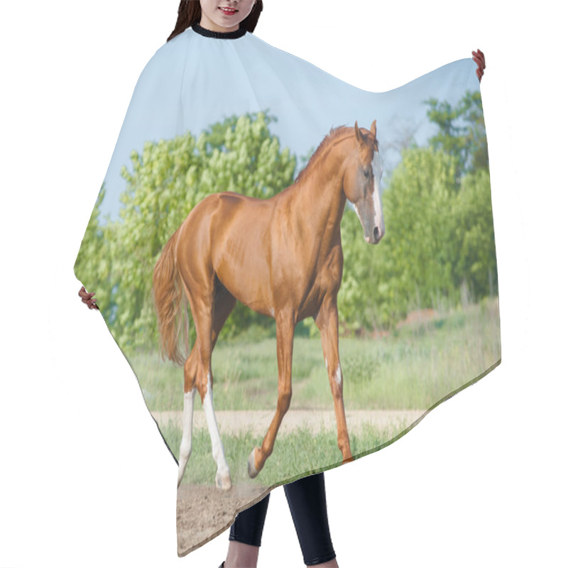 Personality  Chestnut Horse Hair Cutting Cape