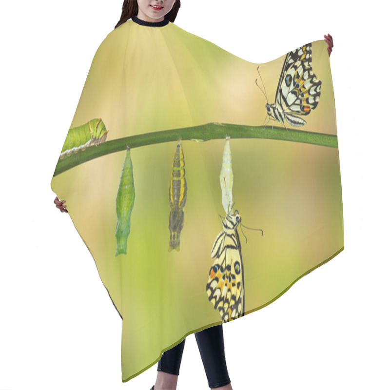 Personality  Isolated Transformation Of Lime Butterfly Hair Cutting Cape