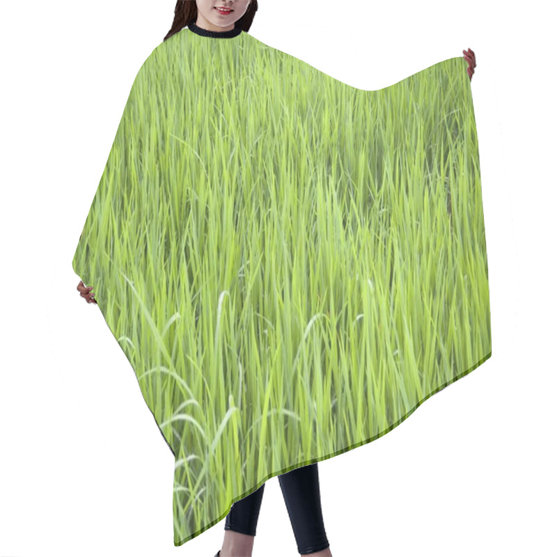 Personality  Rice Field Hair Cutting Cape